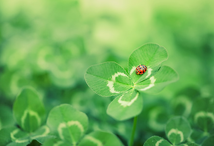 Ladybug sitting on a four-leaf clover in a field of clover