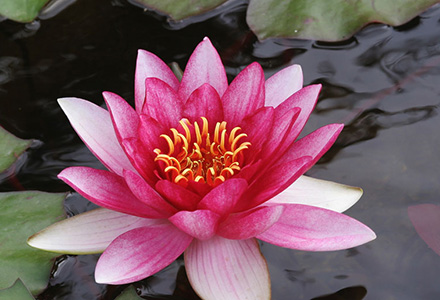 Lotus blossom floating in a pond