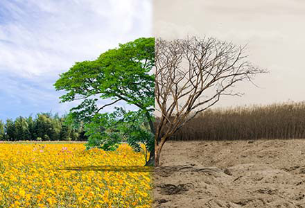 Divided image of a tree and field, one side is thriving and one side is in drought