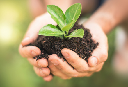 Person holding seedling